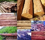 eucalipto madeira para cercados e outros